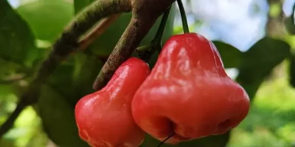 Jambu Air